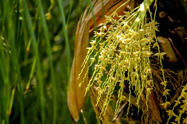Pollen de palmier: améliorez votre fertilité naturellement