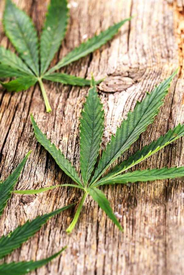 LeCannabiste crée son comparateur de fleurs pour bien-être