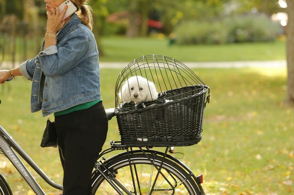 Panier orthopédique chien : le confort essentiel pour votre compagnon